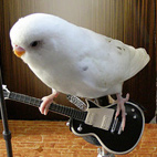 Parrots Prefer Rock and Folk to Dance Music, Says New Study