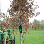 Late Type O Negative Frontman's Tree