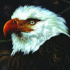 The Hawk Is Howling
