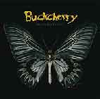 Black Butterfly