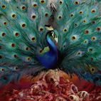 Opeth: Sorceress