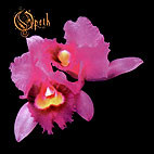 Opeth: Orchid