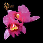 Opeth: Orchid