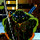 buckethead_jr