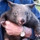 CrazyWombat