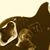 UltimateGuitar profile picture for @collar