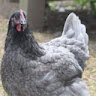 UltimateGuitar profile picture for @poultry