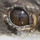 Tomozaurus