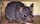 Big_Rat