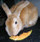 RabbitGuitarist