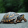 DemonicTurtle66