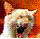 Katfury
